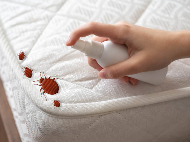 Best Pest Control Near Me  in Chaparral, NM